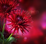 Obraz Dahlia Jesienny projekt kwiatu